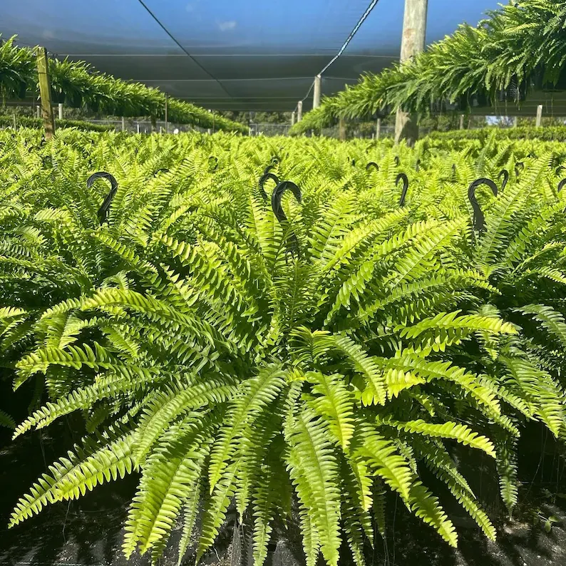 🌱 UV-Resistant Lifelike Artificial Boston Fern
