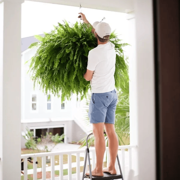 🌱 UV-Resistant Lifelike Artificial Boston Fern