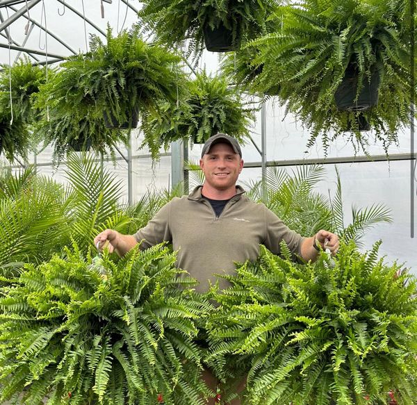 🌱 UV-Resistant Lifelike Artificial Boston Fern